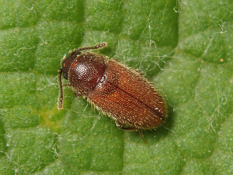Cryptophagidae: Cryptophagus sp. (cfr.)